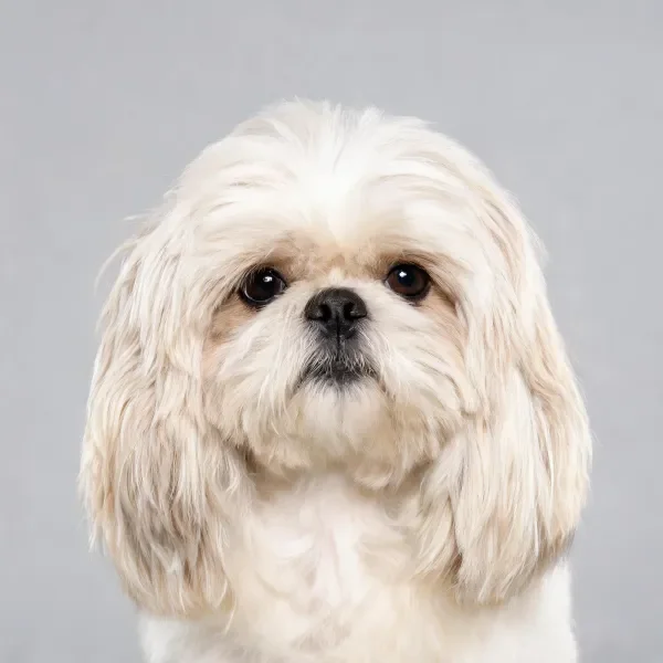 西施犬有着洁白的蓬松毛发,黑色的鼻头与浅色毛发形成对比,眼神温和。