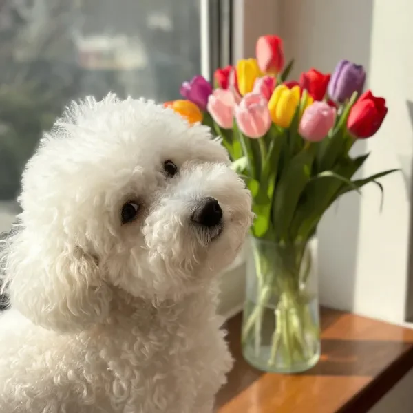 比熊犬有着蓬松洁白的卷曲毛发，正安静地坐在窗边，身旁是色彩丰富的郁金香花束。