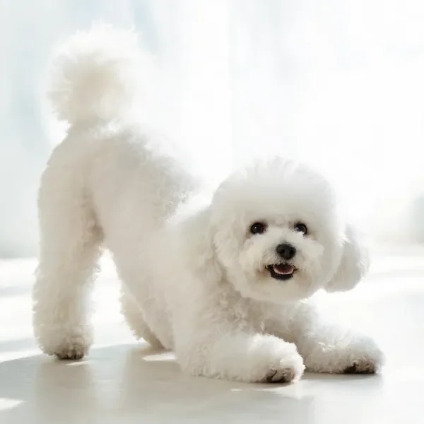 明亮室内环境中比熊犬伸展姿态