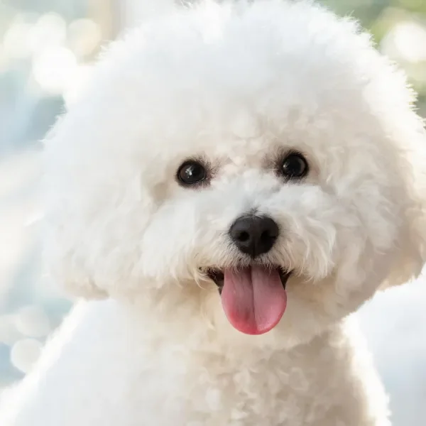 比熊犬有着蓬松洁白的卷毛,嘴巴张开露出粉红色的舌头,眼神明亮可爱。