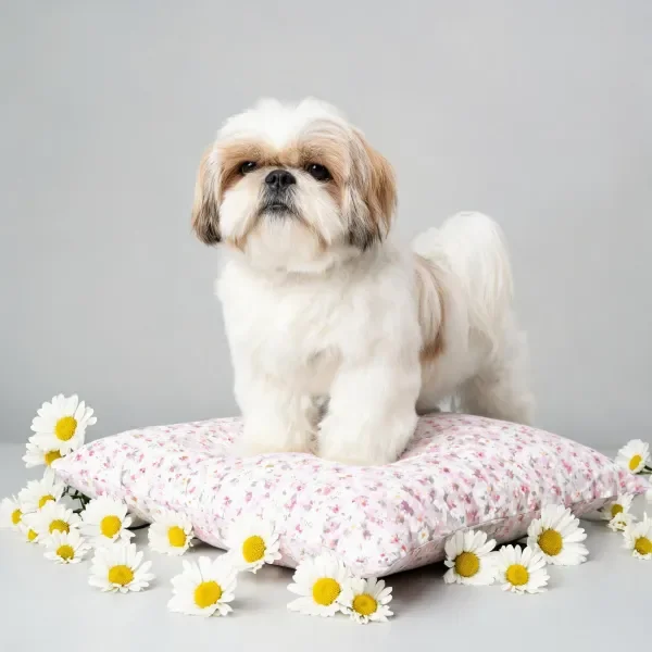西施犬站立在带有碎花图案的浅粉色枕头上,周围散落着白色雏菊,毛发蓬松柔软。
