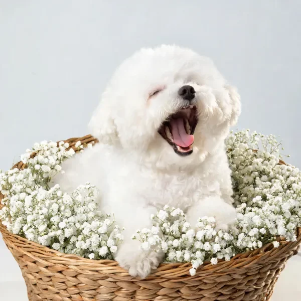 比熊犬坐在满是满天星的篮子中，嘴巴张开露出粉色舌头和白色牙齿。