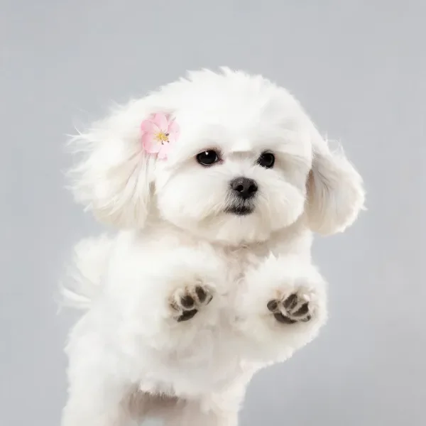 比熊犬佩戴粉色小花站立特写