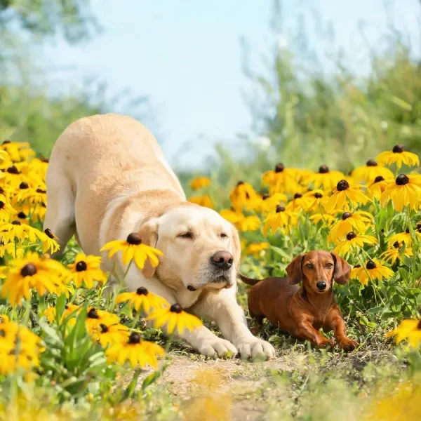 拉布拉多犬呈伸展姿态，浅米色皮毛在阳光下显得柔软，周围环绕着明黄色带深褐色花蕊的黑心金光菊。