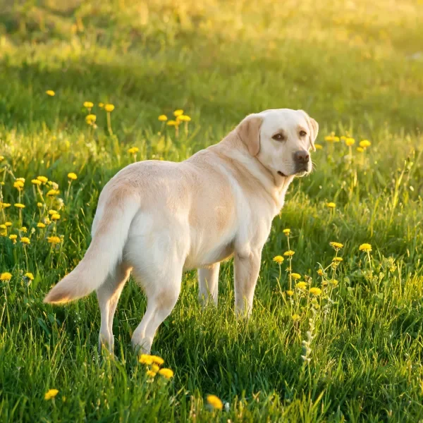 浅黄色拉布拉多猎犬站立在阳光明媚的草地上,周围有黄色小花环绕。