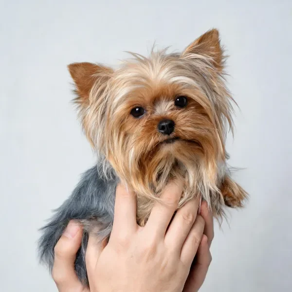 双手托举的小型长毛汪洋犬特写