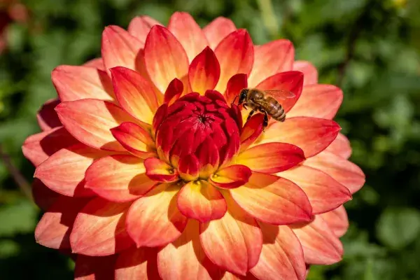 蜜蜂访问渐变色彩大丽花