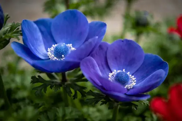近景特写的蓝色银莲花