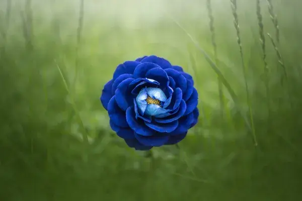 草地雾霭中的深蓝花卉特写