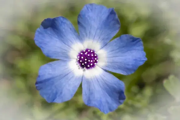 蓝钟花花瓣特写展现色彩层次