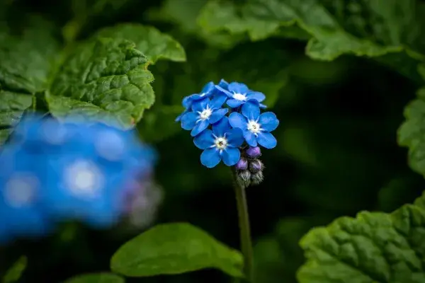 园林中蓝紫勿忘草花卉特写场景