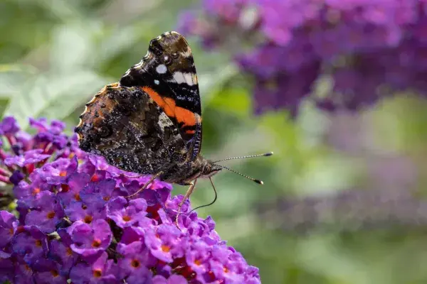 靠近紫色花朵的赤顶蛱蝶生态场景