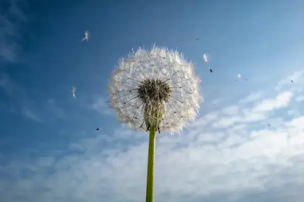 蓝天背景下蒲公英种子球的特写