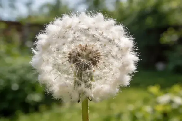 阳光草坪中的蒲公英球果