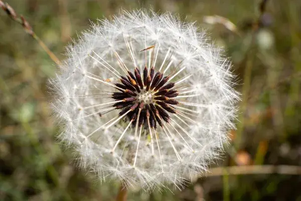 蒲公英种子球的特写镜头