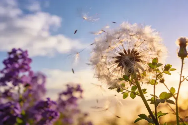阳光下蒲公英种子飘散的场景清新美感
