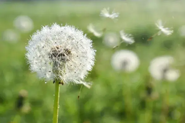 蒲公英种子飘散在草地中