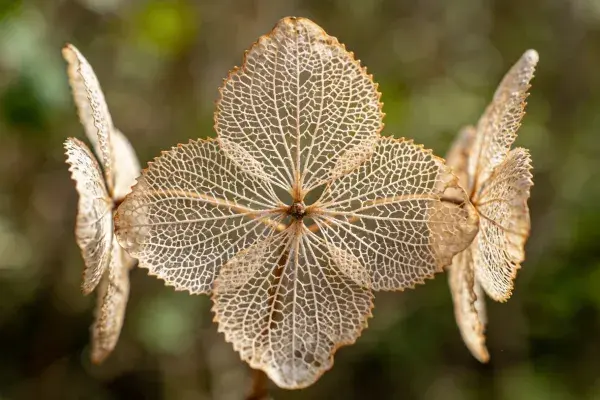 干燥绣球花的花瓣特写画面