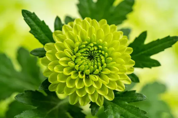 绿菊花瓣的细腻纹理特写