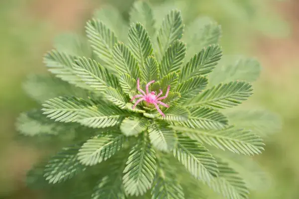 特写镜头下的含羞草与粉色小生物
