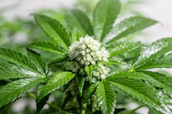 绿叶衬托下的大麻花苞特写场景