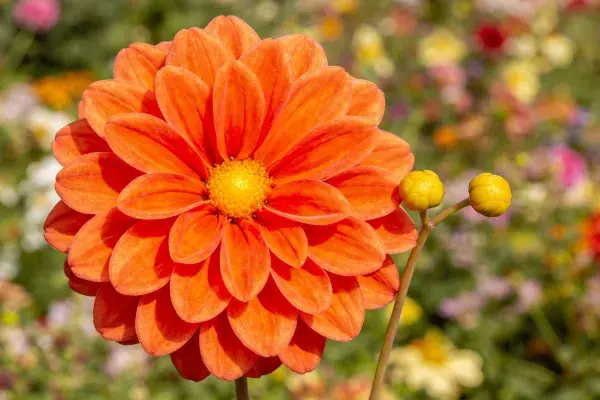 大丽花盛开于花园场景中