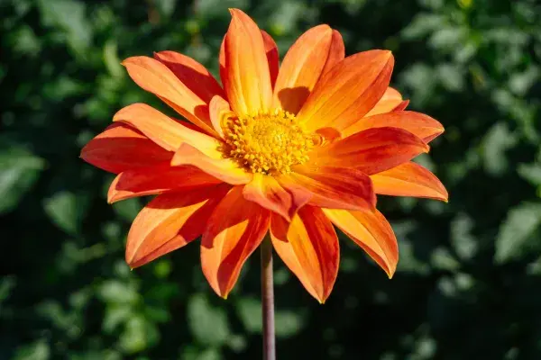 清新花园中橙色大丽花的特写镜头
