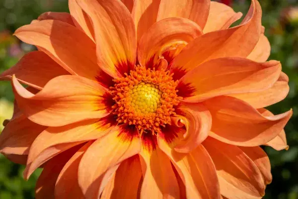 大丽花花瓣特写展现色彩层次