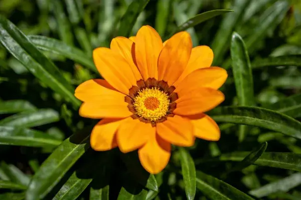 清新花园中的橙色非洲万寿菊花朵