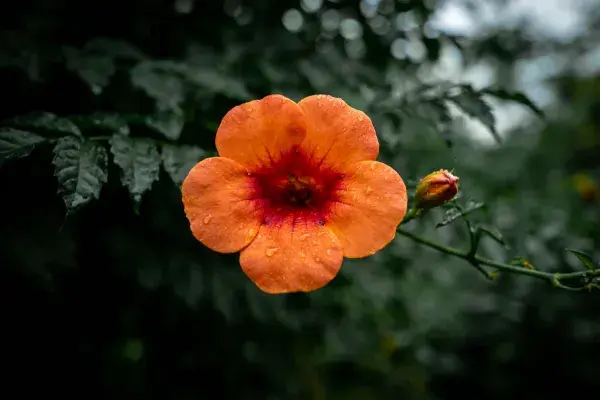 阴雨天绽放的凌霄花特写