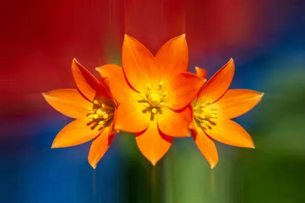 近景拍摄的橙花特写画面