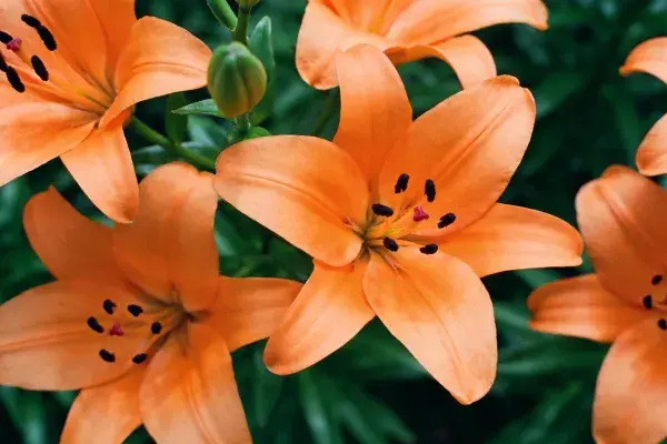 花园中盛开的橙色百合花