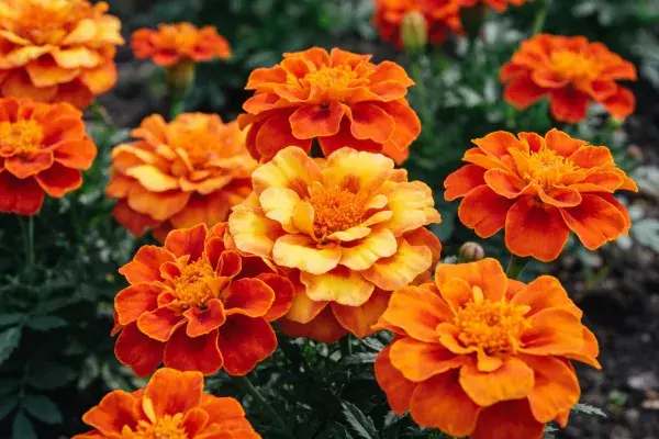 万寿菊花朵绽放于花园场景
