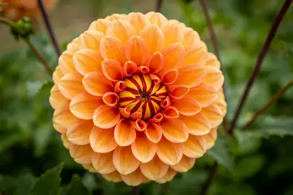 花园环境中橙黄色大丽花特写