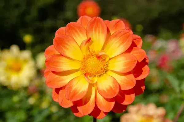 花园中橙色渐变的大丽花特写