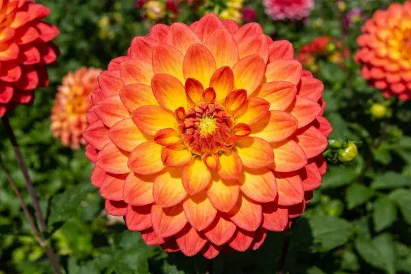花园环境中橙黄色大丽花盛开景象