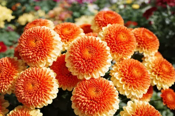 菊花近距离展示在花园中