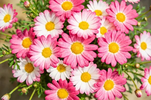 明亮花园里的双色菊花展示