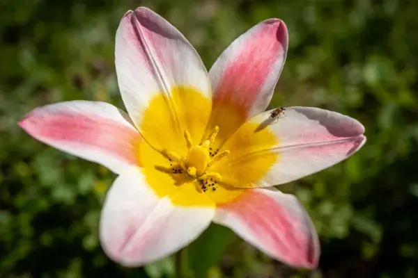 蜜蜂停留于双色郁金香花瓣