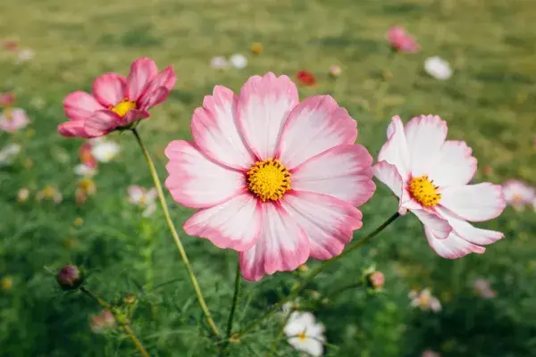 阳光花园中的大波斯菊