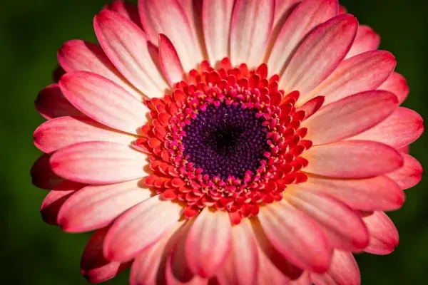 非洲菊花瓣特写展现色彩层次