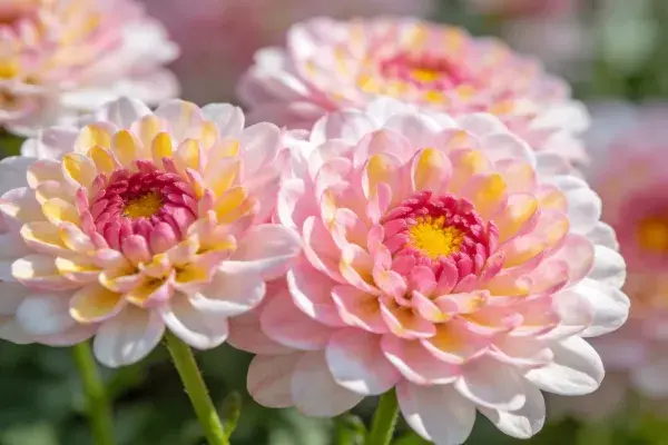 花园中绽放的大丽菊花朵