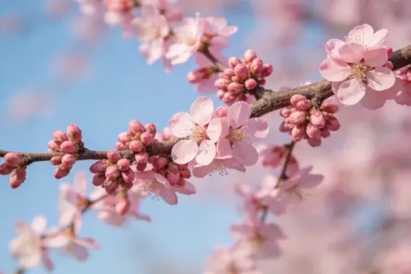 樱花特写展现花瓣形态