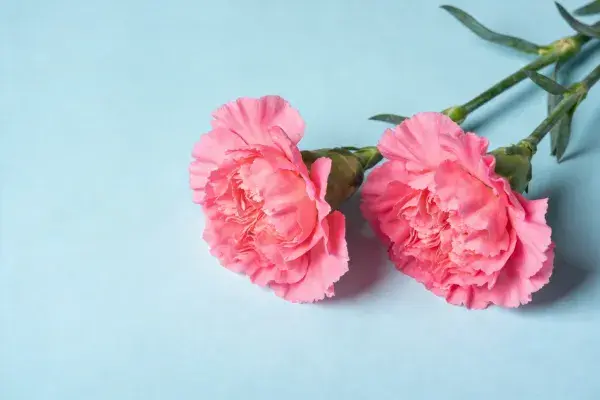 近景拍摄的粉色康乃馨