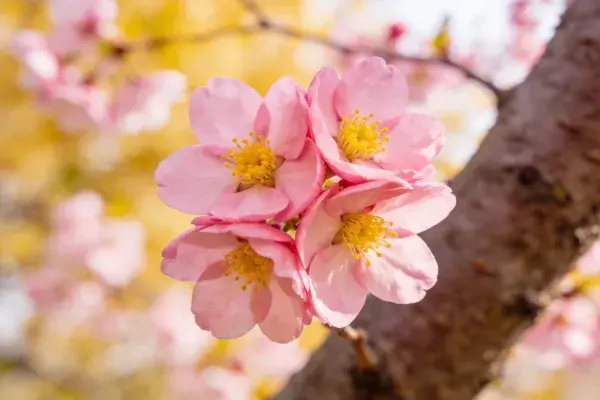 阳光下树枝上的樱花簇