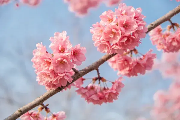 近景拍摄的樱花绽放景象