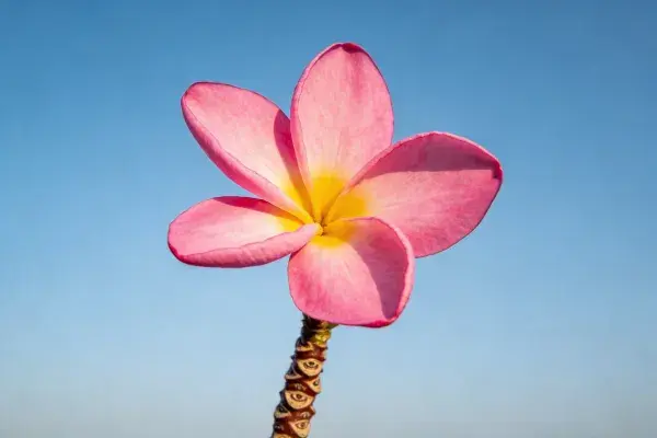 近景拍摄的鸡蛋花特写画面