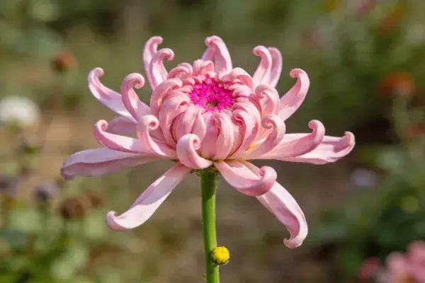 花园中绽放的卷瓣菊花