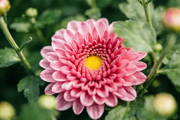 粉色菊花特写展现花瓣层次