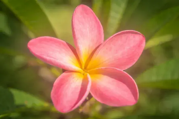 鸡蛋花花瓣特写展现色彩层次